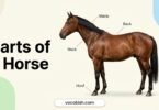 Parts of a Horse: Names, Functions, and Diagram