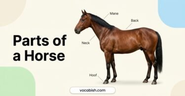 Parts of a Horse: Names, Functions, and Diagram
