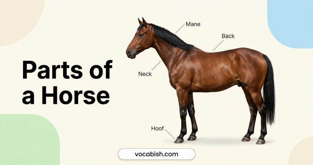 Parts of a Horse: Names, Functions, and Diagram