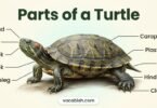 Parts of a Turtle: Names, Functions, and Diagram